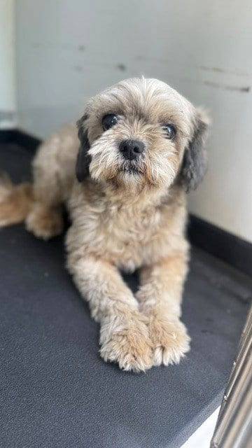 Photo of A171631, adoptable Shih Tzu in Bakersfield, California
