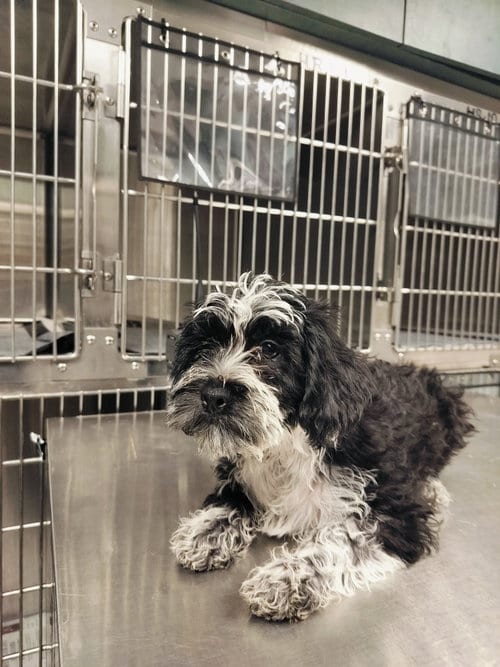 Photo of Doris, adoptable Poodle (Miniature) in Chatsworth, California