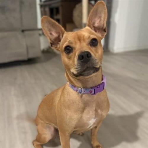 Photo of Lala, adoptable Terrier in San Antonio, Texas