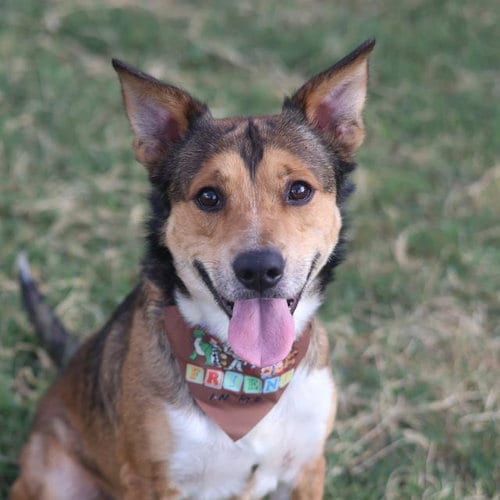 Photo of Rawket, adoptable American Staffordshire Terrier in San Antonio, Texas