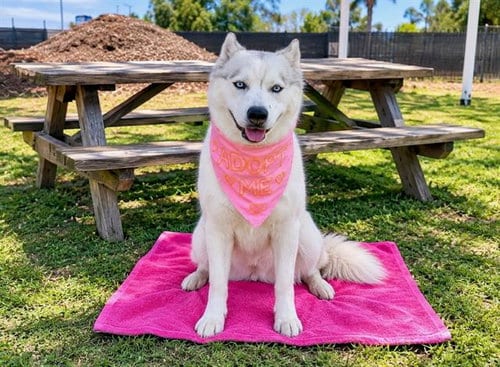 Photo of Roxy, adoptable Siberian Husky in Orange, California