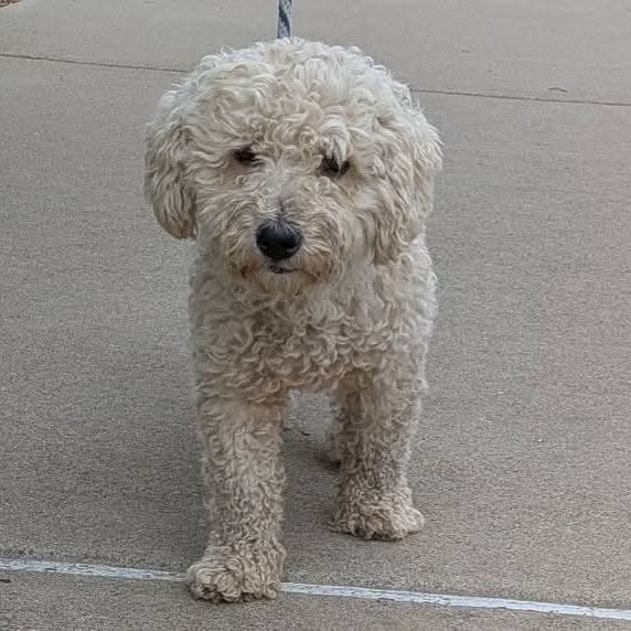 Photo of Leonardo - Chino Hills Location, adoptable Poodle / None