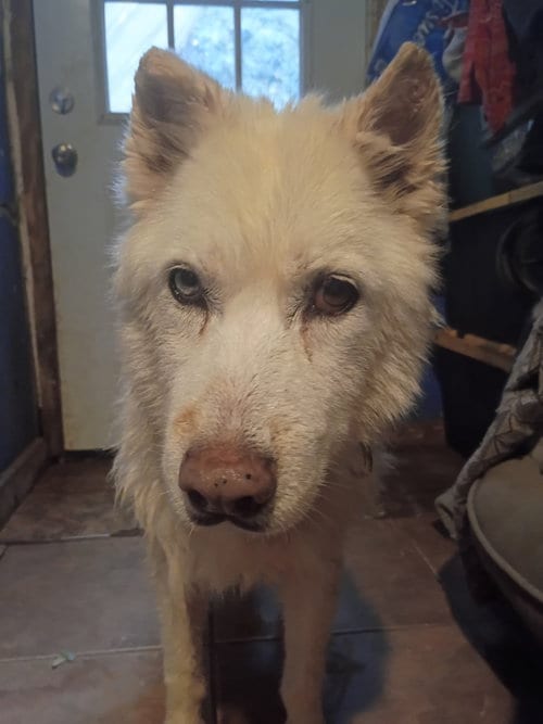 Photo of Kerman, adoptable Siberian Husky in San Juan Bautista, California