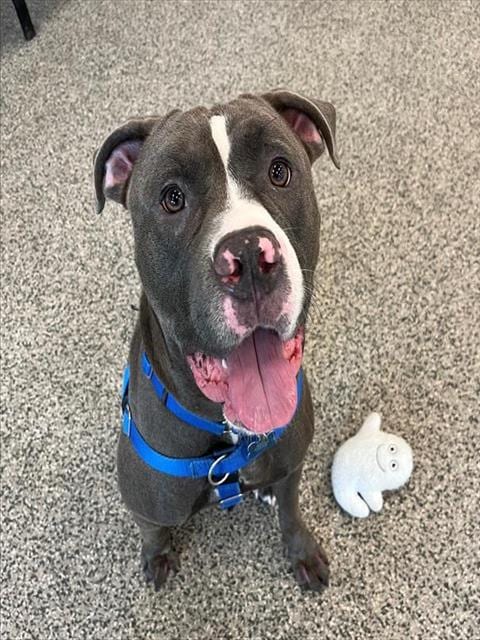 Photo of Caylex, adoptable Pit Bull Terrier in Boston, Massachusetts