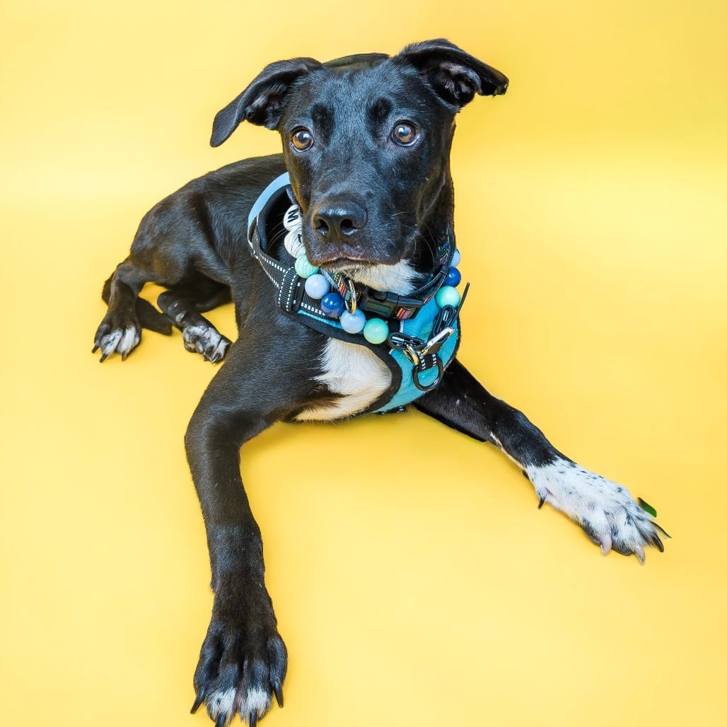 Photo of Dart, adoptable Terrier / Retriever, Labrador in Boonville, Missouri