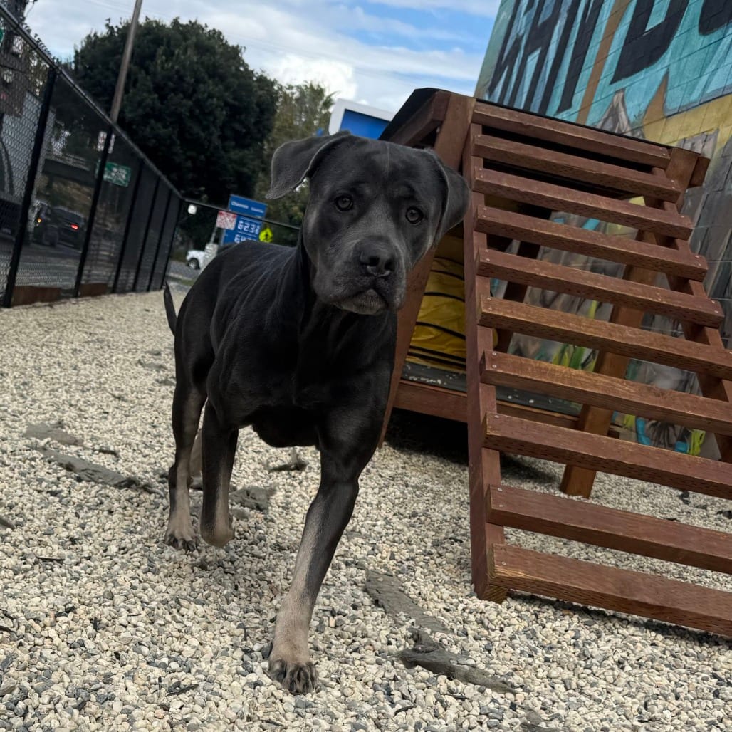 Photo of Ella Langley, adoptable Mastiff, Cane Corso / Mix in California, California