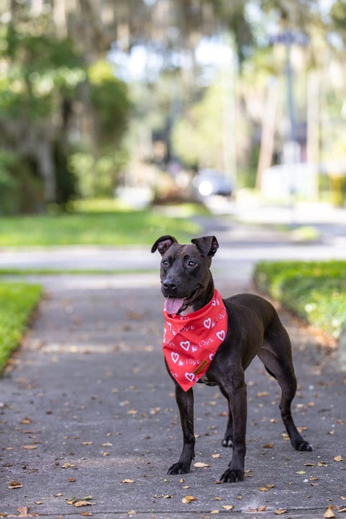 Photo of Paris II, adoptable Unknown breed (short coat) in Gainesville, Florida