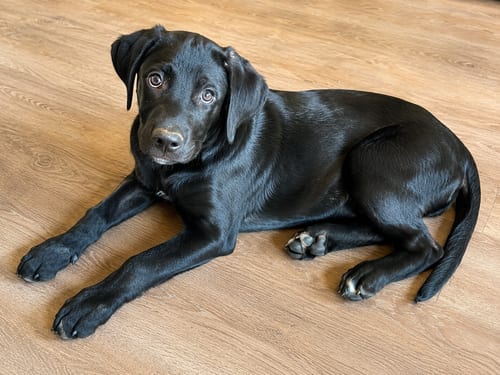 Photo of Legend, Prince & Usher, adoptable Labrador Retriever in Clovis, California