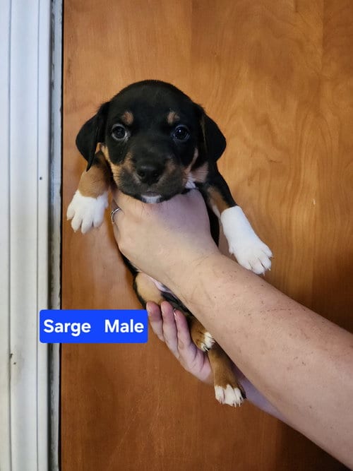 Photo of Sarge, adoptable Pit Bull Terrier in Evansville, Indiana