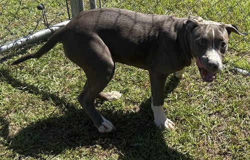 Photo of Pua, adoptable American Pit Bull Terrier in Panama City, Florida