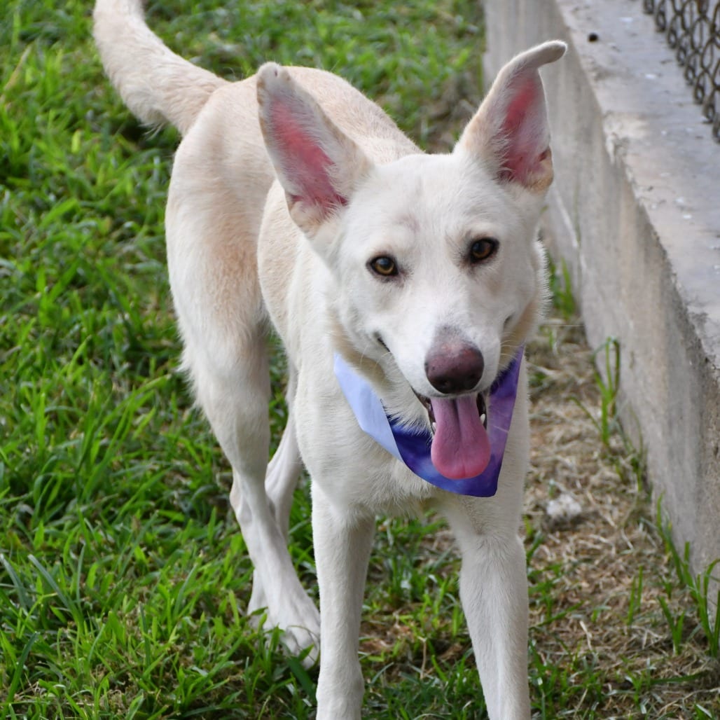 Photo of C.W., adoptable Shepherd, German in Beaumont, Texas