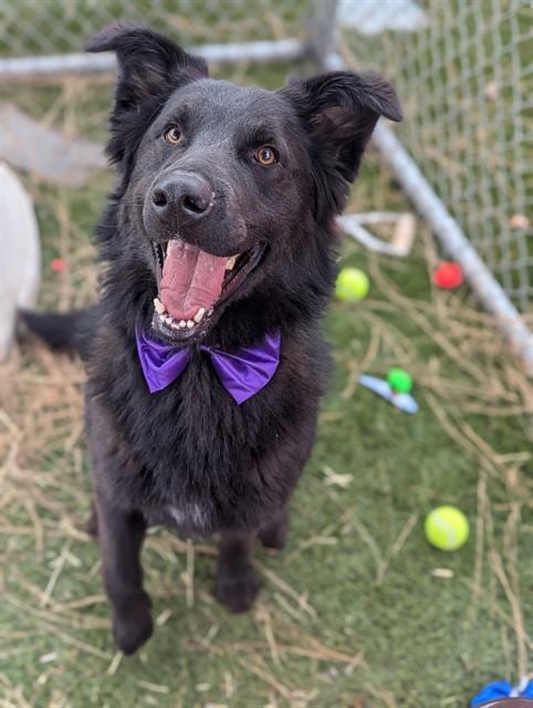 Photo of Kodiak, adoptable German Shepherd Dog in Downey, California