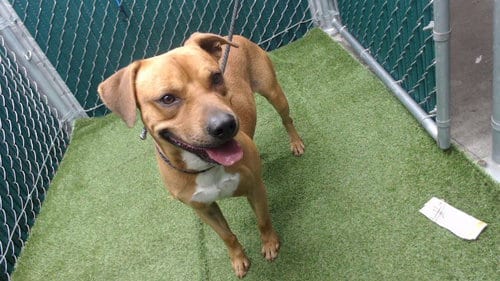 Photo of Scooby, adoptable Pit Bull Terrier in Downey, California