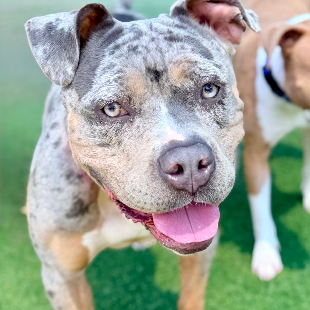 Photo of Flower A2270685, adoptable Terrier, Pit Bull in Middletown, New York