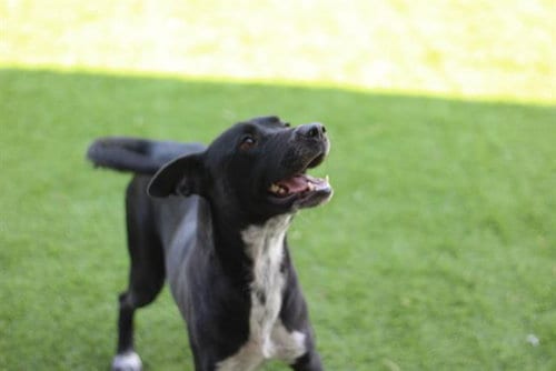 Photo of Funyun, adoptable Australian Cattle Dog/Blue Heeler in Grand Prairie, Texas