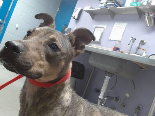 Photo of Cinnamon, adoptable German Shepherd Dog mix in Albuquerque, New Mexico