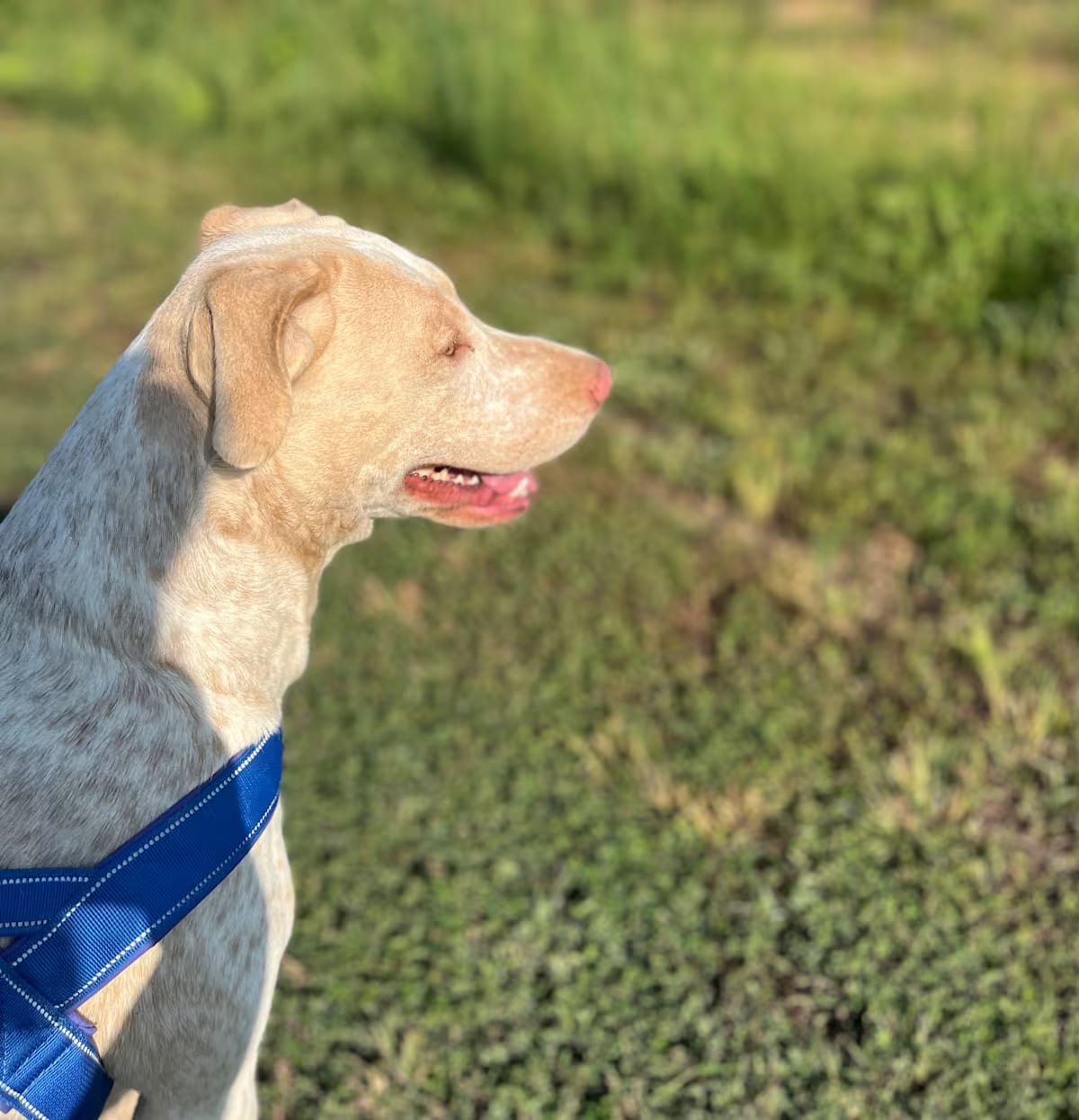 Photo of Princess Dolly, adoptable Labrador Retriever in Melbourne, Arkansas