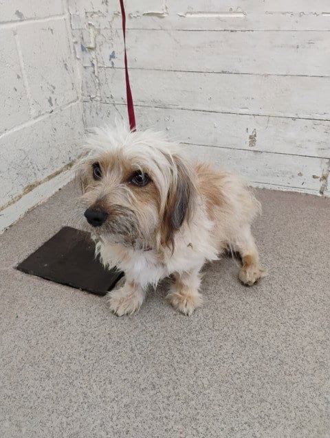 Photo of Nina, adoptable Terrier in San Bernardino, California