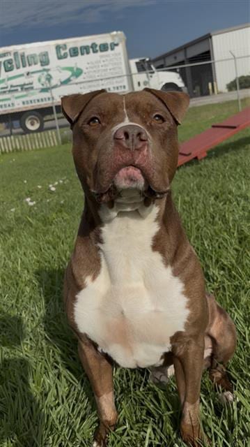 Photo of Seymore, adoptable Pit Bull Terrier in Rosenberg, Texas