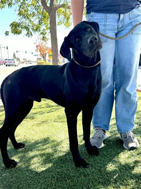Photo of Jay, adoptable Labrador Retriever in Bakersfield, California