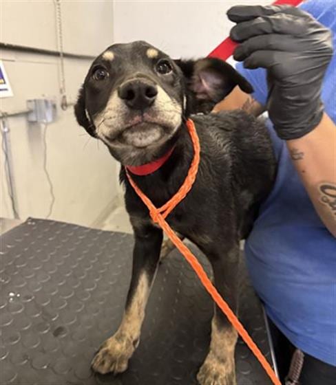 Photo of A888926, adoptable Australian Cattle Dog/Blue Heeler in Camarillo, California