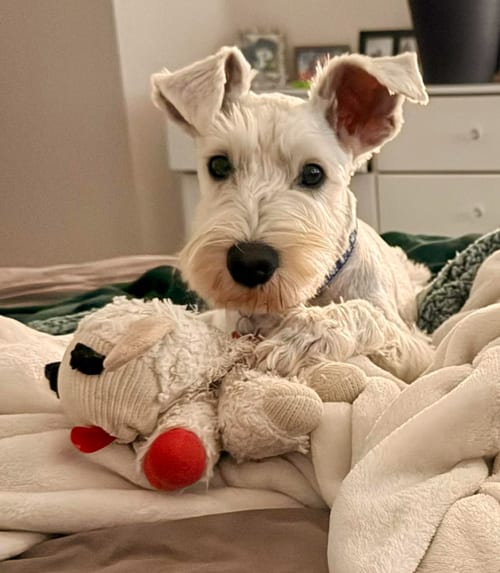 Photo of Woodford, adoptable Miniature Schnauzer in San Diego, California