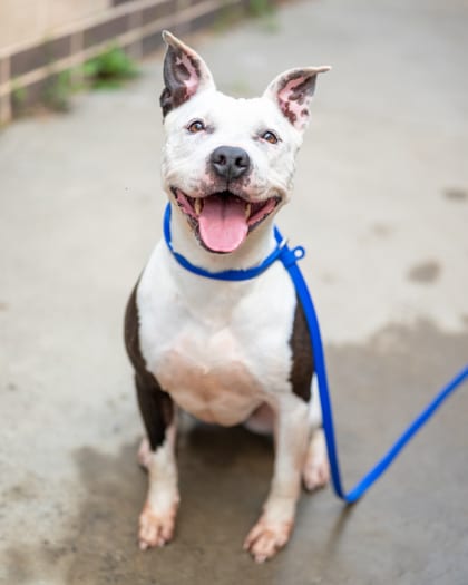 Photo of Pickles, adoptable dog in Chamblee, Georgia