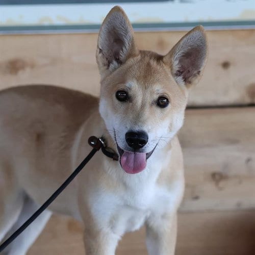 Photo of Curtis, adoptable Shiba Inu in Modesto, California