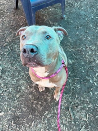 Photo of PeeWee, adoptable dog in Chamblee, Georgia