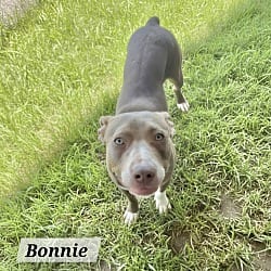 Photo of Bonnie meet me 10/10, adoptable American Staffordshire Terrier in East Hartford, Connecticut