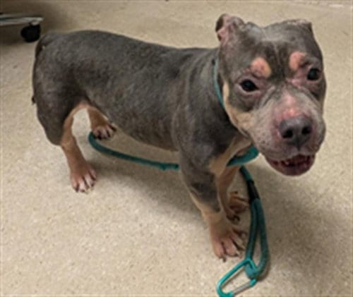 Photo of Mochi, adoptable American Staffordshire Terrier in Bakersfield, California