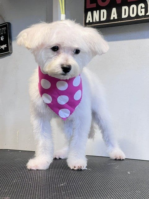 Photo of Paloma, adoptable Maltese in Katy, Texas