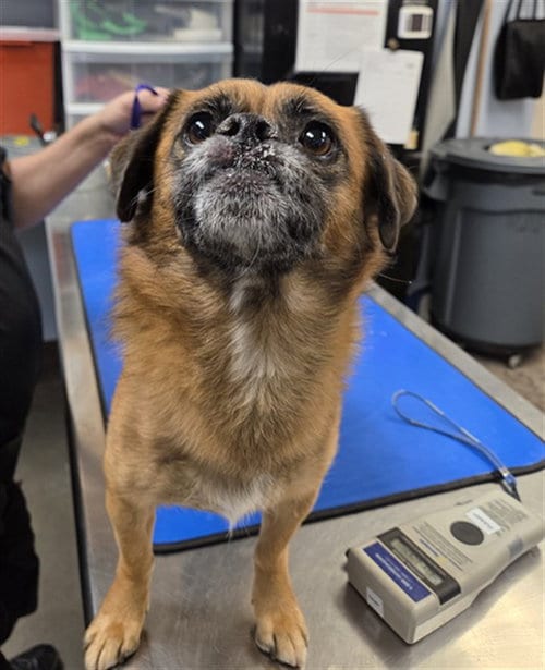 Photo of Pokey, adoptable Chihuahua in Phoenix, Arizona