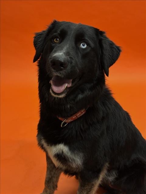 Photo of Oreo, adoptable Australian Cattle Dog/Blue Heeler in Hayward, California