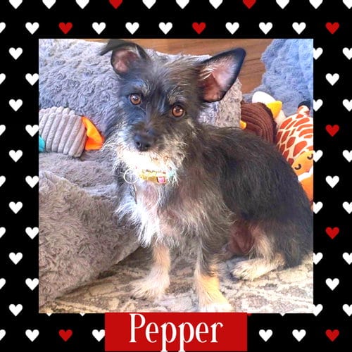 Photo of Pepper, adoptable Terrier in Littleton, Colorado