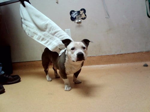 Photo of Thomas, adoptable Pit Bull Terrier in Martinez, California