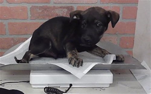 Photo of Phil, adoptable Catahoula Leopard Dog in Houston, Texas