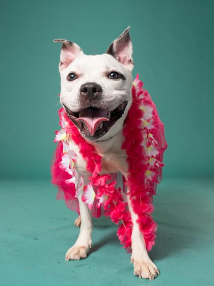 Photo of Chibee, adoptable dog in Atlanta, Georgia