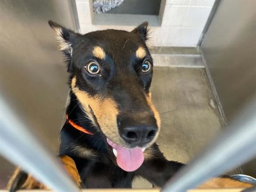 Photo of Riley, adoptable Australian Kelpie in Orange, California
