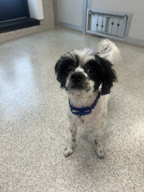 Photo of Spyro, adoptable Shih Tzu in Lancaster, Pennsylvania