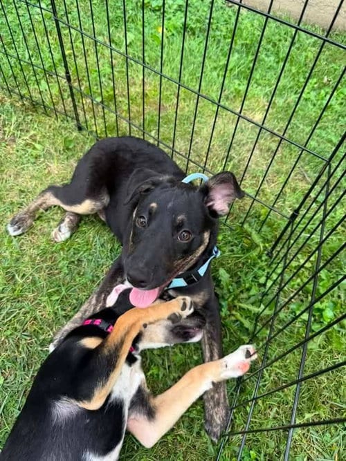 Photo of Michael Jackson, adoptable Mountain Cur in Germantown, Ohio