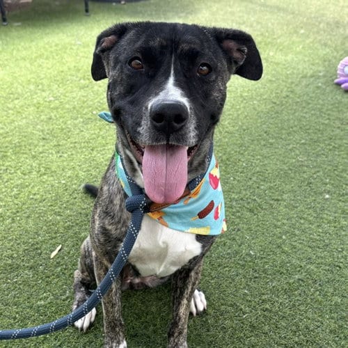 Photo of Trinity, adoptable American Pit Bull Terrier in Phoenix, Arizona