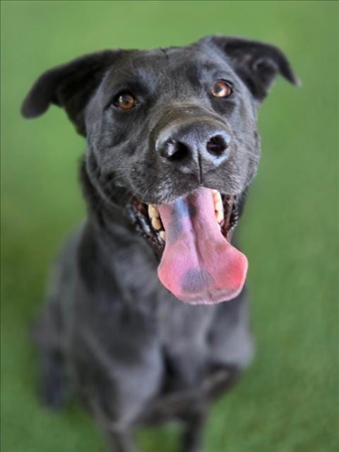 Photo of Poe, adoptable Labrador Retriever in Woodland, California