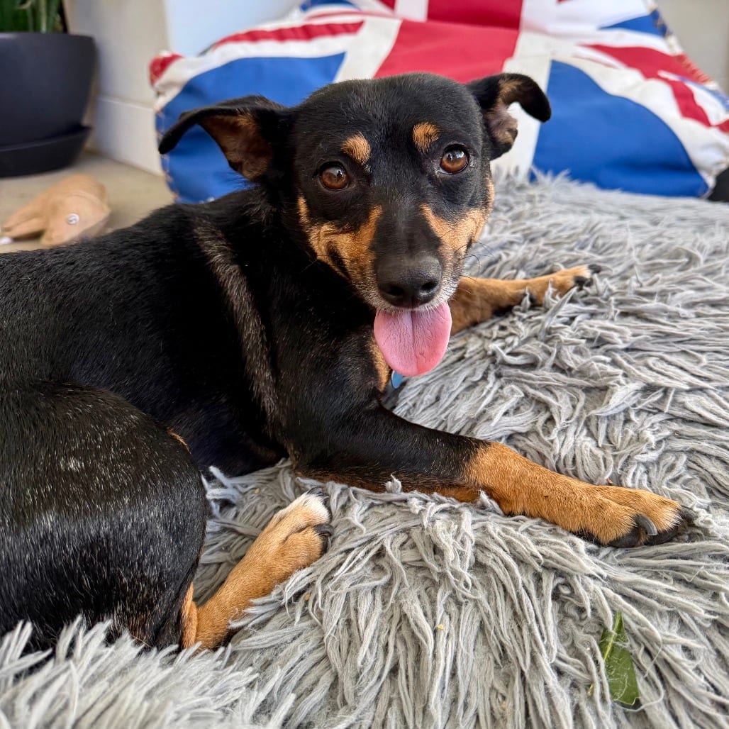 Photo of Peaches - Costa Mesa Location, adoptable Pinscher, Miniature / Dachshund