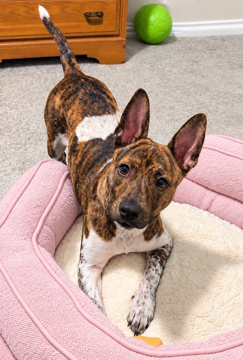 Photo of Angel, adoptable Dutch Shepherd in Dallas, Texas
