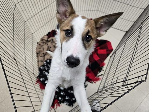 Photo of Checkers, adoptable Jack Russell Terrier (Parson Russell Terrier) in Killeen, Texas