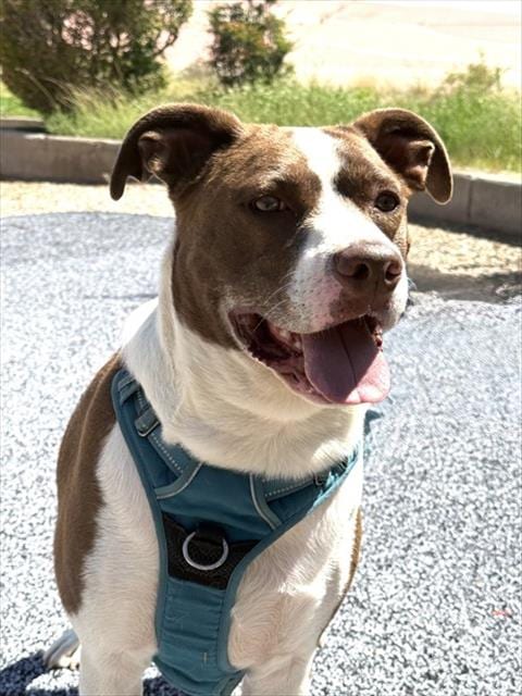 Photo of Bronn, adoptable Australian Cattle Dog/Blue Heeler in Albuquerque, New Mexico