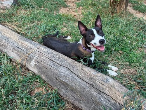 Photo of China, adoptable Terrier in Claremore, Oklahoma