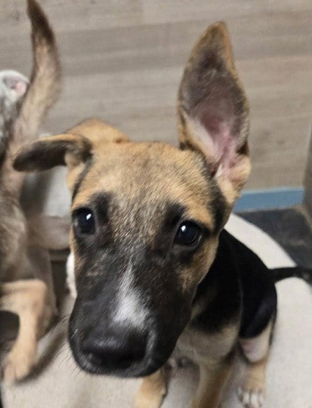 Photo of Jasper, adoptable German Shepherd Dog in The Woodlands, Texas