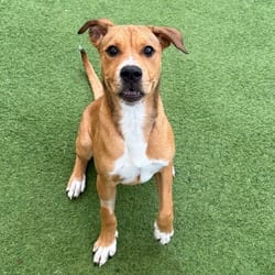 Photo of Marty 7428, adoptable Mixed Breed (Medium) in Loxahatchee, Florida